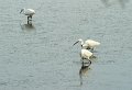 30.9.2012 Saline di Priolo (159)